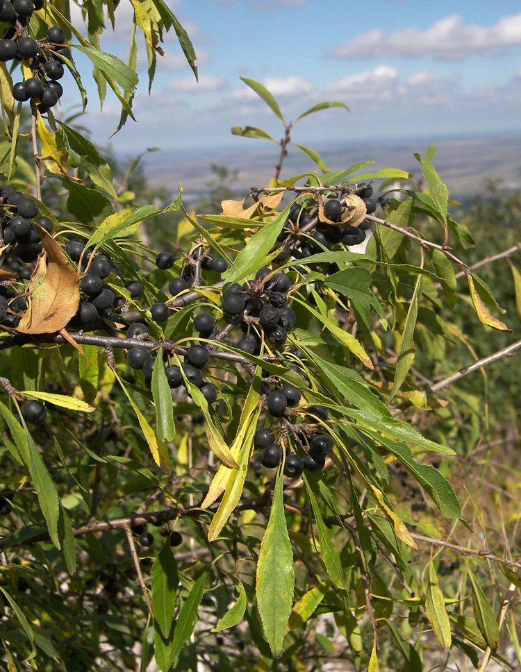 Image of Rhamnus spathulifolia specimen.