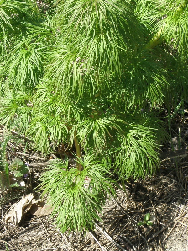 Image of Paeonia tenuifolia specimen.