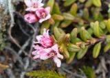 Loiseleuria procumbens. Побег с соцветием. Кольский п-ов, Хибины, подножие у южного склона массива Кукисвумчорр. 17.06.2013.