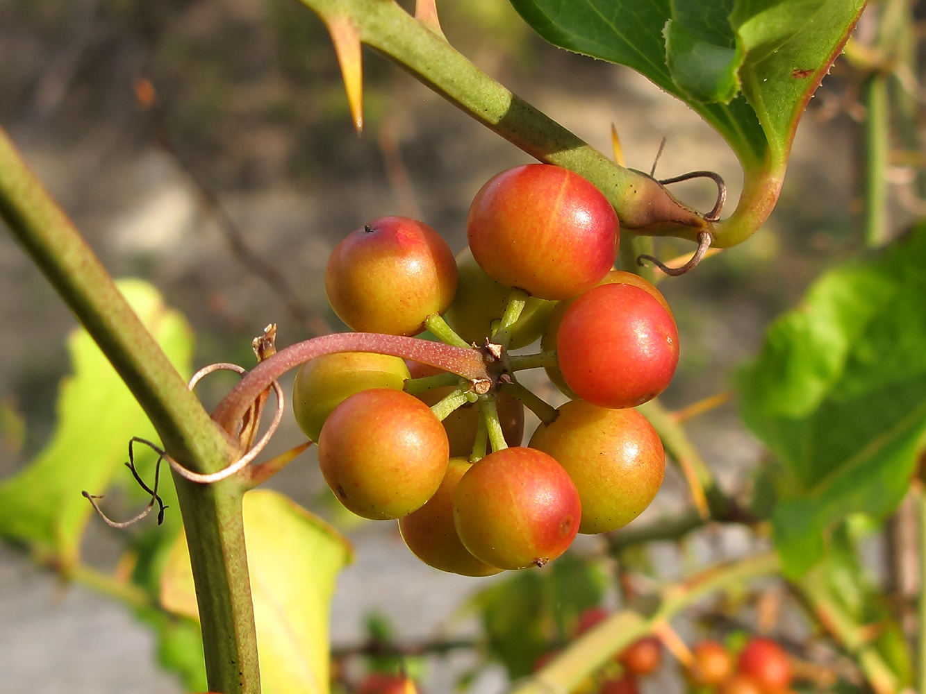 Image of Smilax excelsa specimen.