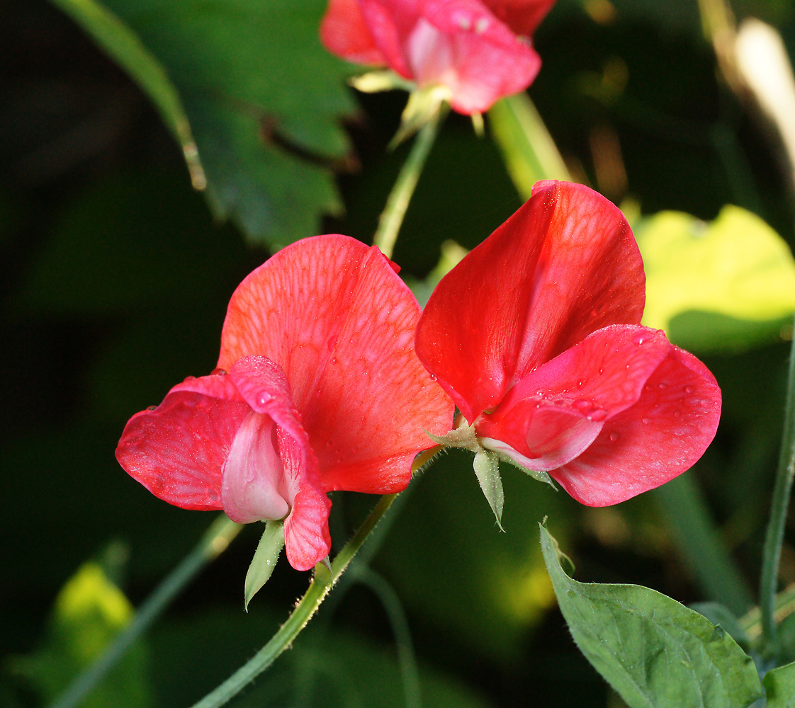 Image of Lathyrus odoratus specimen.