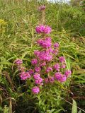 Pedicularis spicata