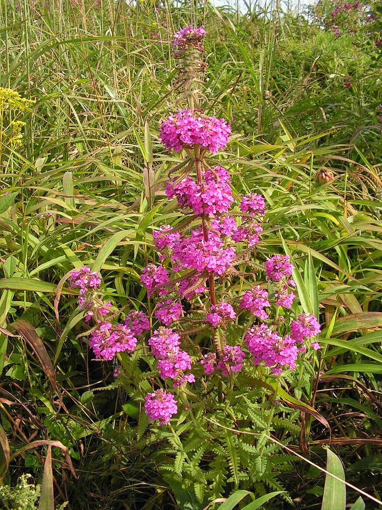 Изображение особи Pedicularis spicata.