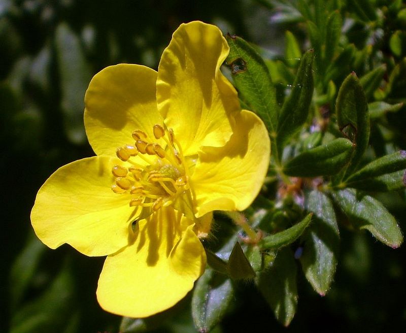 Image of Dasiphora fruticosa specimen.