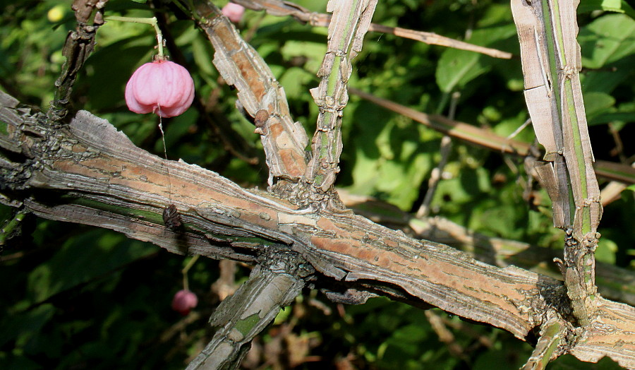 Image of Euonymus phellomanus specimen.