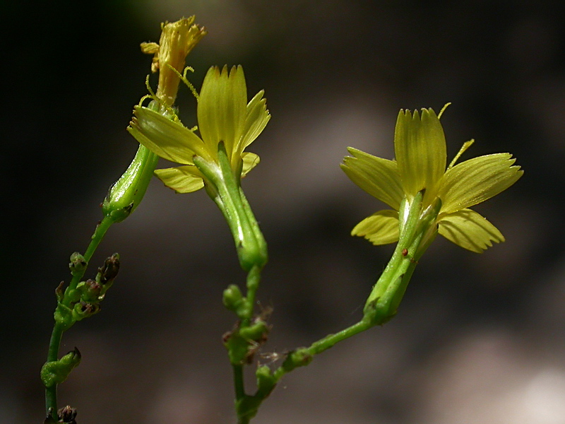 Image of Mycelis muralis specimen.