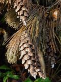 Pinus strobus. Верхушка веточки с шишками. Германия, г. Хаген (Hagen), окр. замка Хоэнлимбург (Hohenlimburg), упавшее дерево. Декабрь 2013 г.