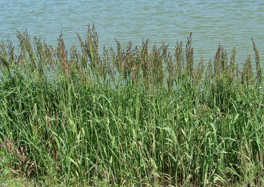 Image of Calamagrostis epigeios specimen.