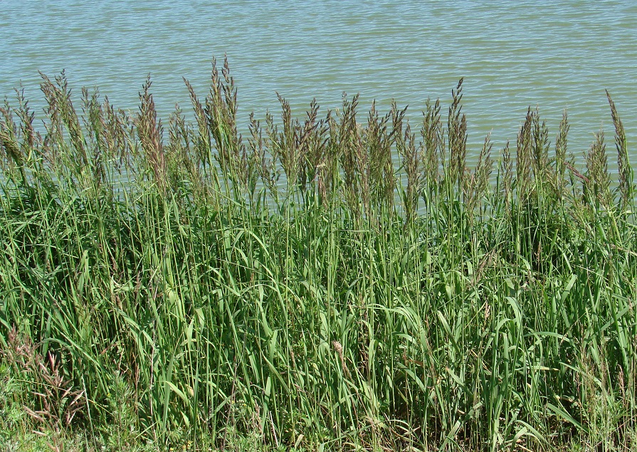 Изображение особи Calamagrostis epigeios.