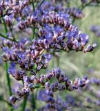 Limonium gmelinii