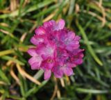 род Armeria