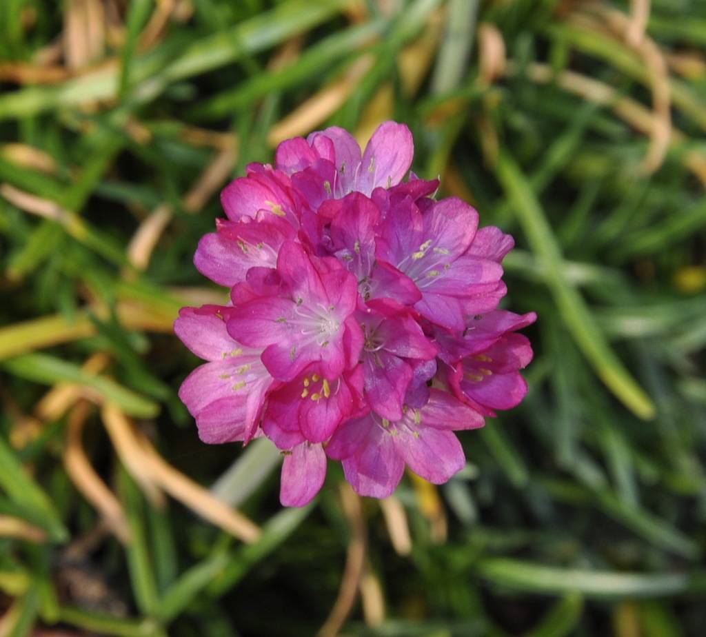 Изображение особи род Armeria.