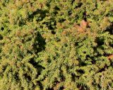 Cryptomeria japonica. Средняя часть кроны ('Minima'). Германия, г. Дюссельдорф, Ботанический сад университета. 02.03.2014.