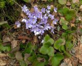 Hepatica nobilis. Цветущее растение. Беларусь, г. Гродно, лесомассив Пышки. 22.03.2014.