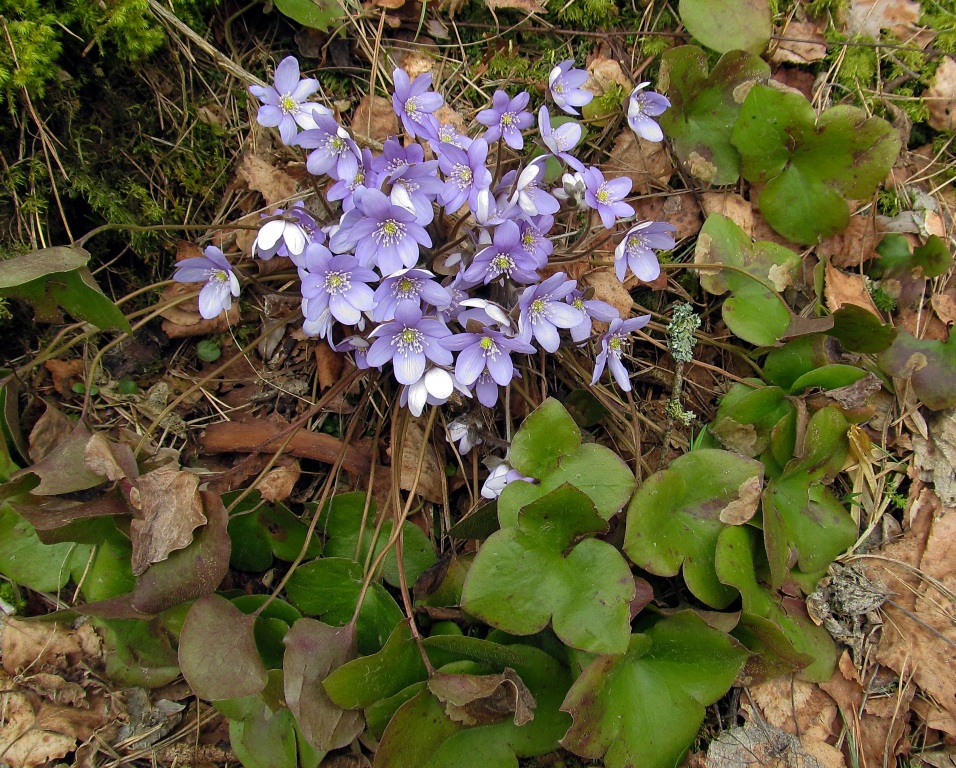 Image of Hepatica nobilis specimen.