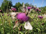 Cirsium heterophyllum