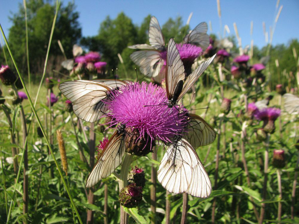 Изображение особи Cirsium heterophyllum.