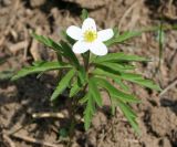 Anemone caerulea. Цветущее растение с одним цветком (форма с белыми листочками околоцветника). Восточный Казахстан, Глубоковский р-н, окр. с. Бобровка, склон сопки. 20.04.2012.