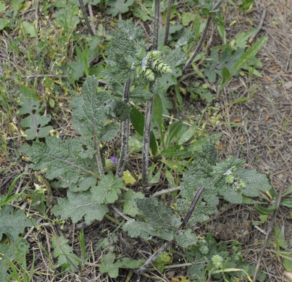 Image of Salvia verbenaca specimen.