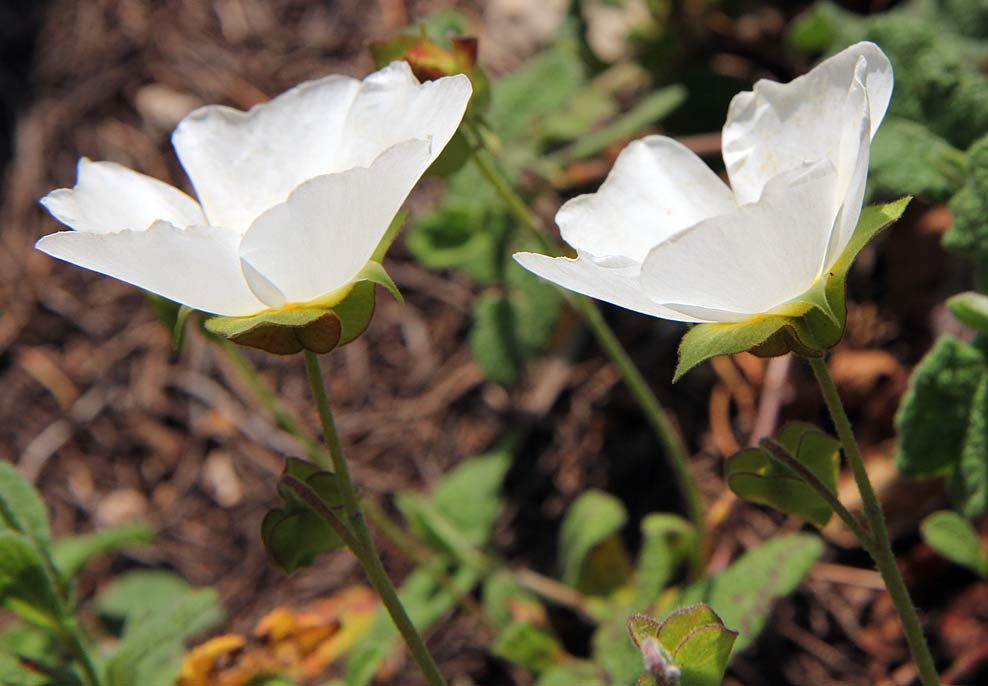 Image of Cistus salviifolius specimen.