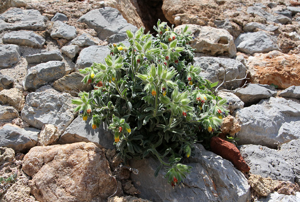 Image of Onosma frutescens specimen.