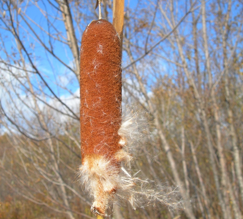 Изображение особи Typha tzvelevii.