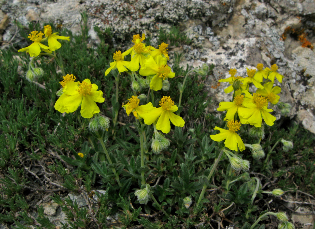 Image of Helianthemum orientale specimen.