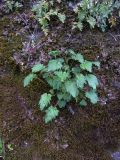 Campanula armena. Вегетирующее растение на скале. Азербайджан, Лерикский р-н, окр. Лерика. 03.05.2014.