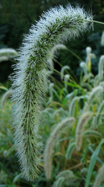 Image of Setaria faberi specimen.