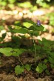 Viola reichenbachiana