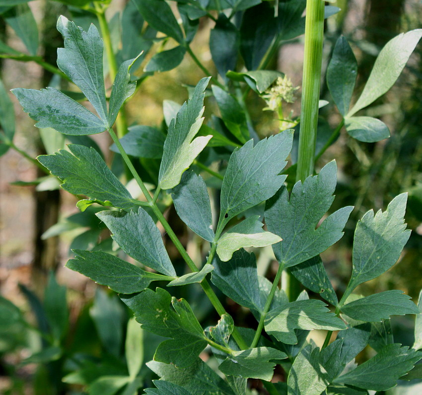 Image of Levisticum officinale specimen.