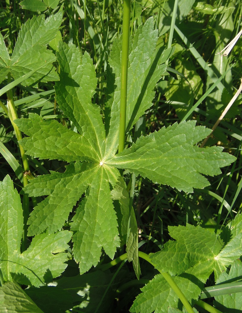 Image of Astrantia major specimen.