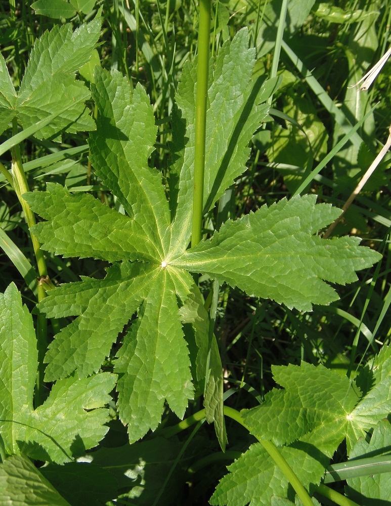 Изображение особи Astrantia major.