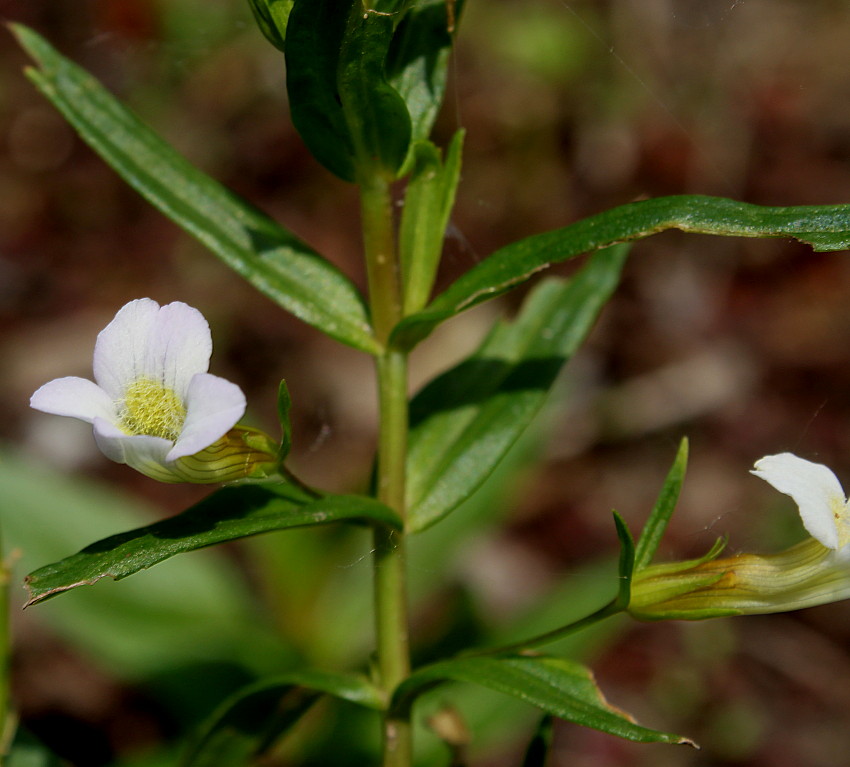 Изображение особи Gratiola officinalis.