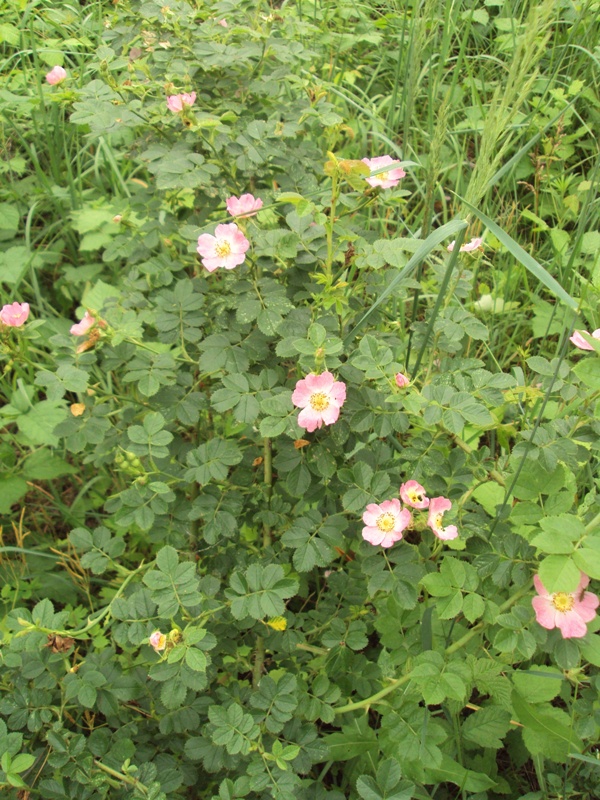 Image of Rosa rubiginosa specimen.
