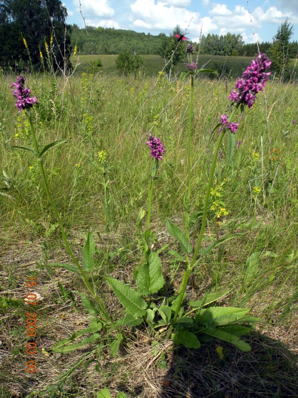 Image of Betonica officinalis specimen.