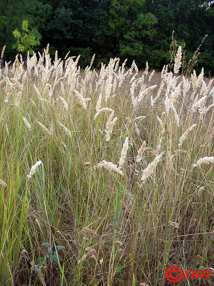 Image of Calamagrostis glomerata specimen.