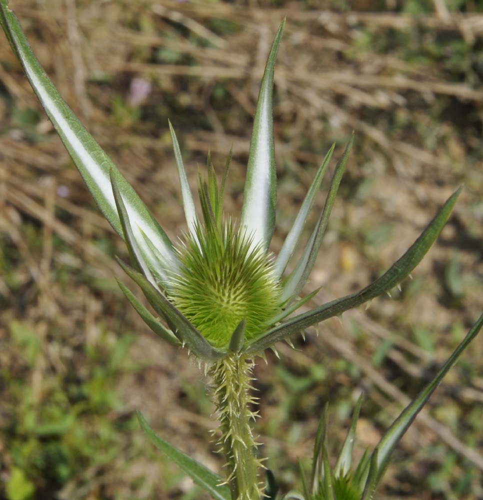 Изображение особи Dipsacus laciniatus.