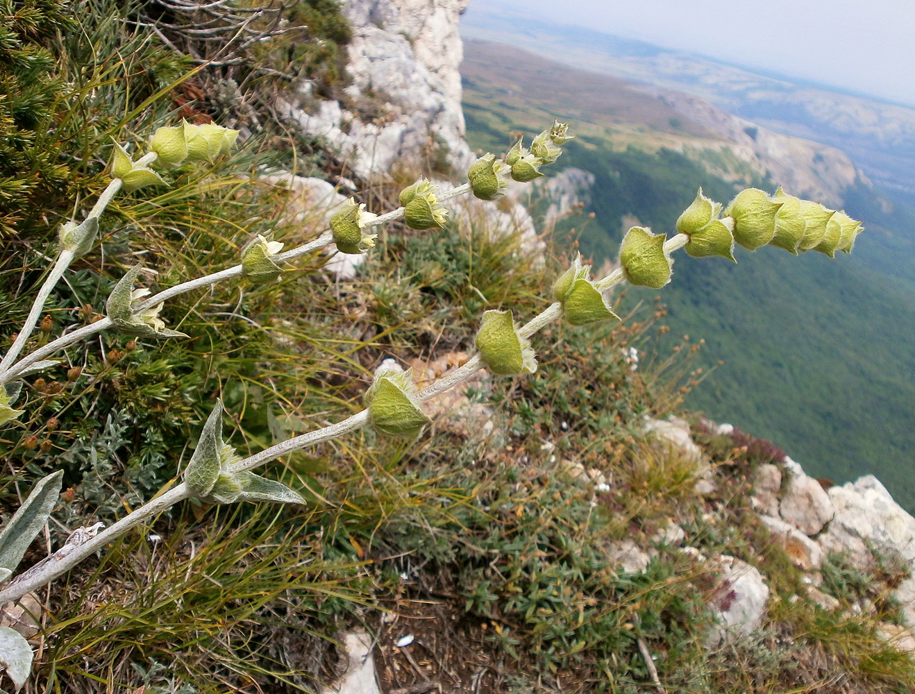 Изображение особи Sideritis catillaris.