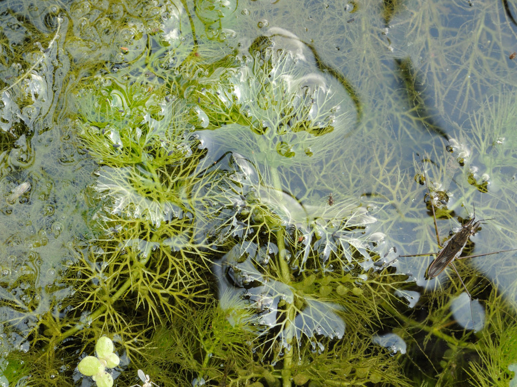 Изображение особи Utricularia australis.