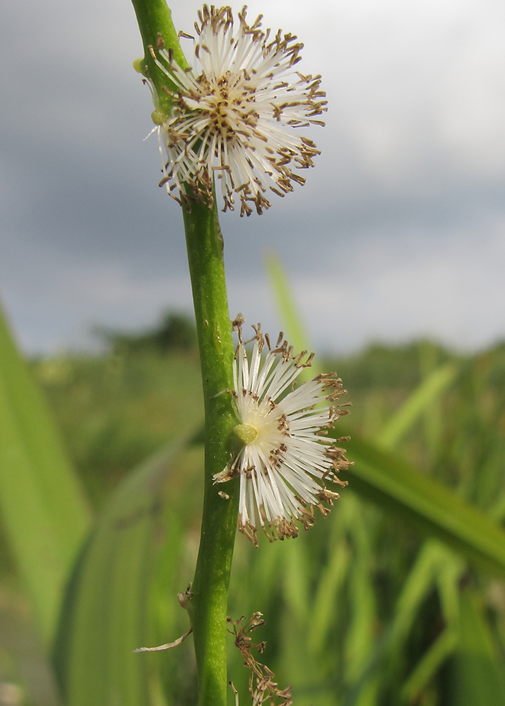 Image of Sparganium stoloniferum specimen.