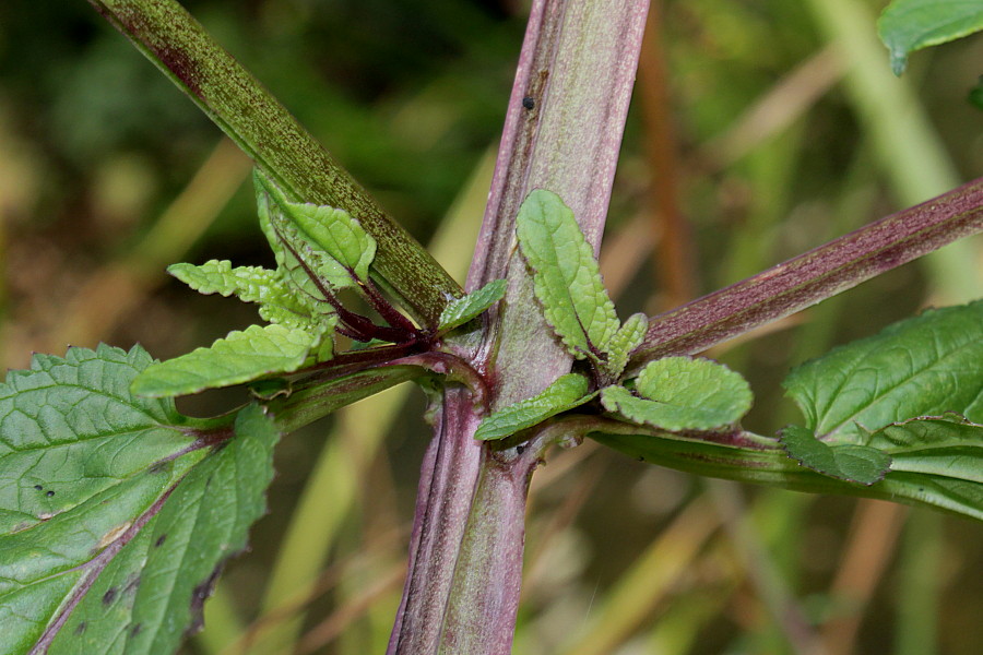 Image of Scrophularia umbrosa specimen.