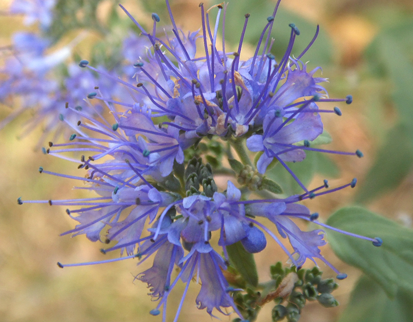 Изображение особи Caryopteris × clandonensis.