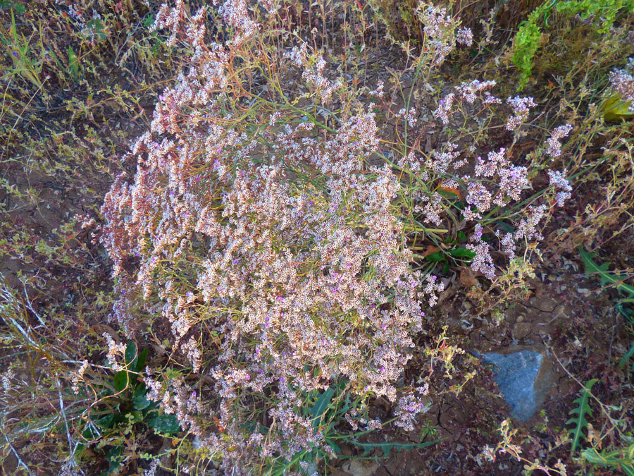 Image of Limonium bungei specimen.