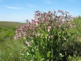 Rindera tetraspis. Цветущее растение в сообществе с тюльпаном Шренка (передний план). Западный Казахстан, левобережная сторона р. Урал, окр. оз. Челкар. 8 мая 2014 г.