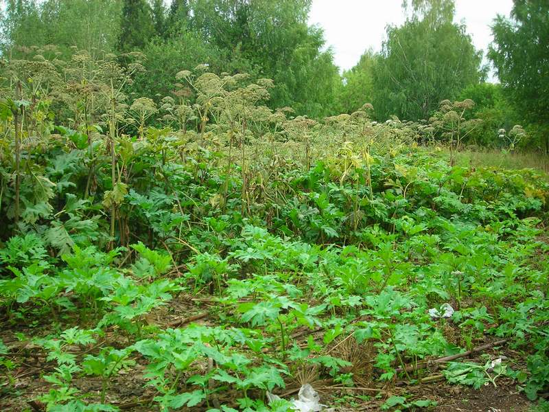 Image of Heracleum sosnowskyi specimen.