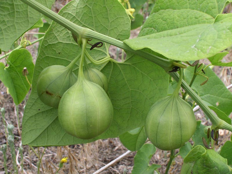 Изображение особи Aristolochia clematitis.