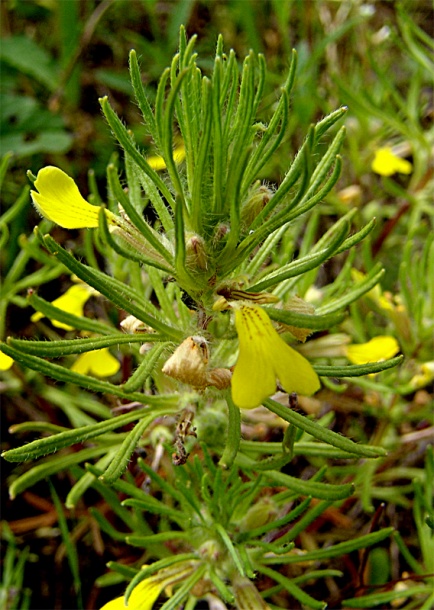Image of Ajuga glabra specimen.