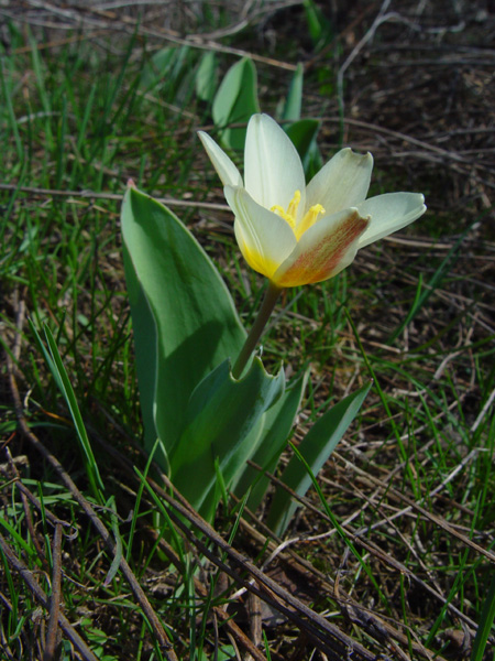 Image of Tulipa kaufmanniana specimen.