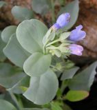 Mertensia maritima